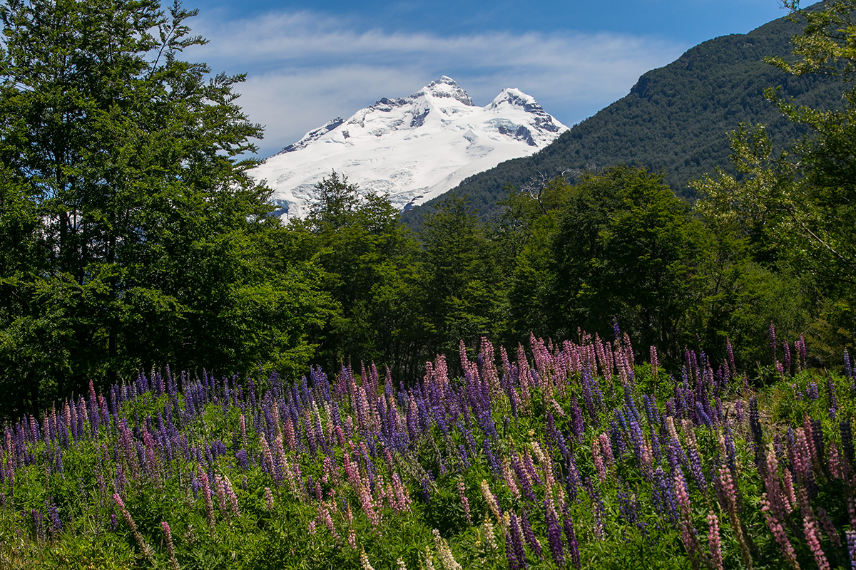 Primavera